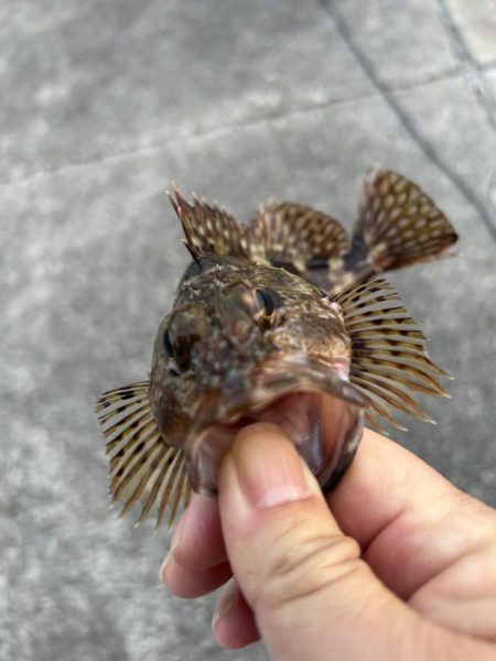 何も釣れないときこそガッシー(^^)