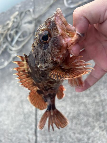 ガッシーちょいリベンジ