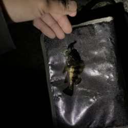 メバリング最盛期！