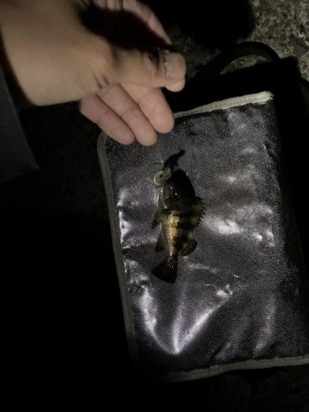 メバリング最盛期！