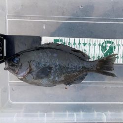 ウキ釣りでコッパグレ