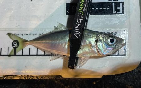 アジングイベント03