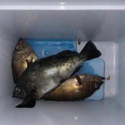 爆風の中メバリング