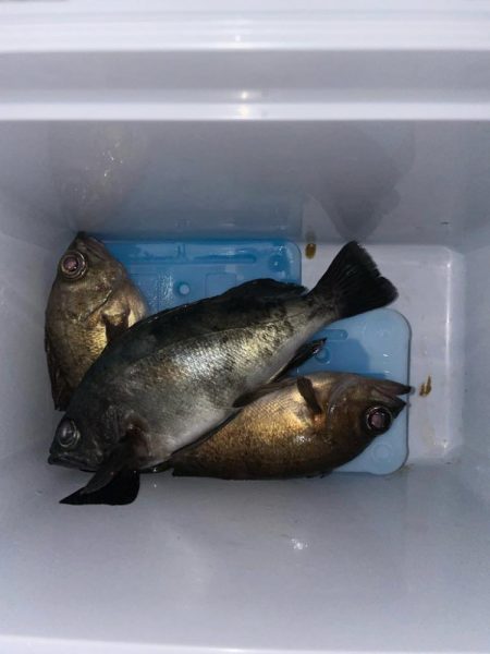 爆風の中メバリング