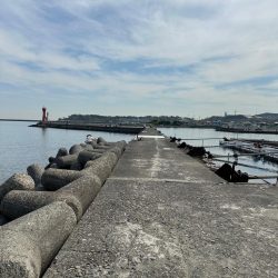花見🌸カレイ狙い