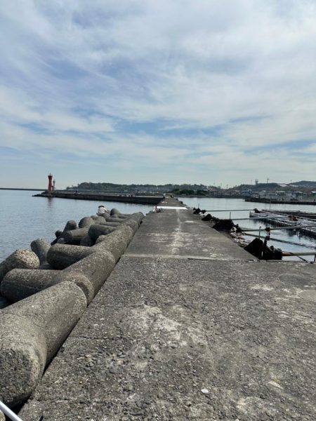 花見🌸カレイ狙い