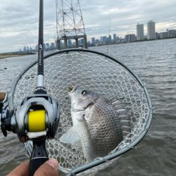 チニング チニング 楽しいな