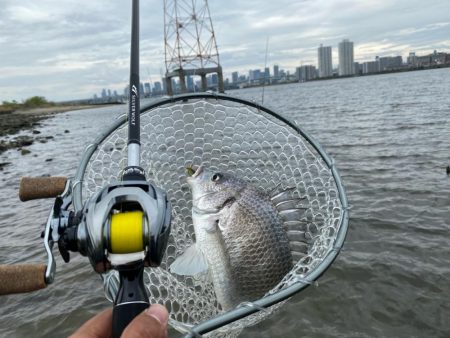 チニング チニング 楽しいな