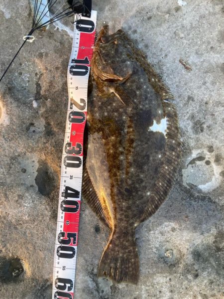 アオリイカよりヒラメ