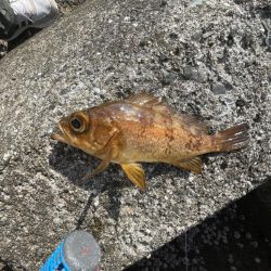 遠投サビキ‼️