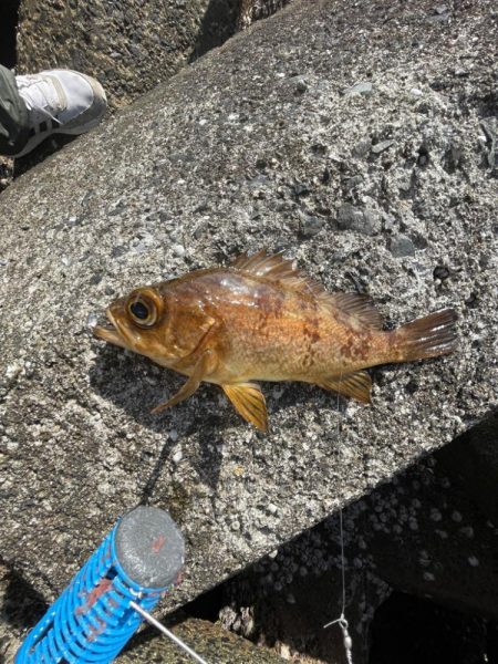 遠投サビキ‼️