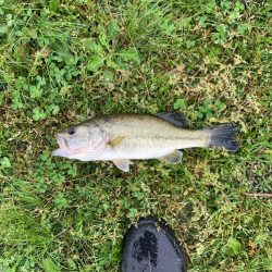 3匹の釣果です‼️
