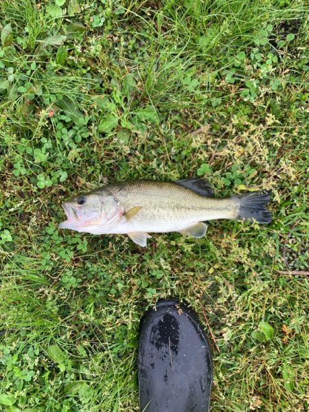 3匹の釣果です‼️