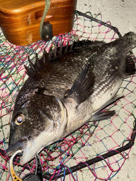 ヘチってきました