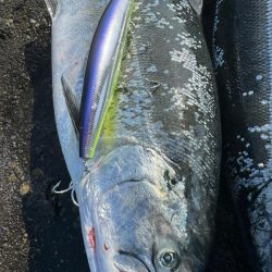 サクラ前線北上中🐟