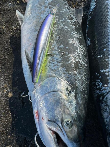 サクラ前線北上中🐟