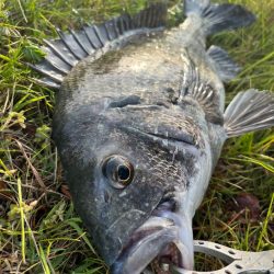 エビ撒き🦐釣れてます