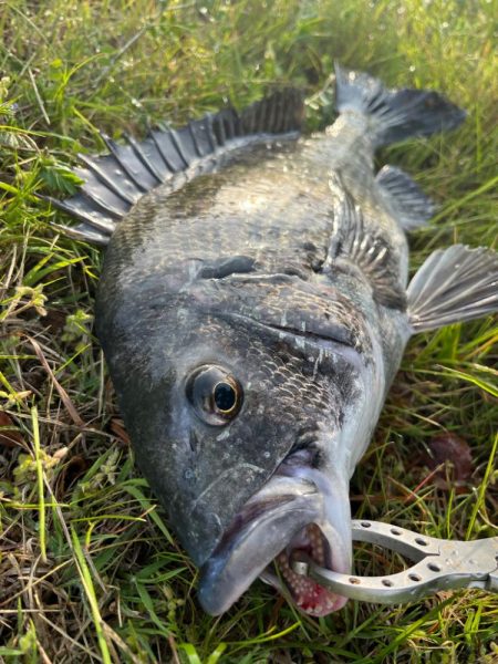 エビ撒き🦐釣れてます