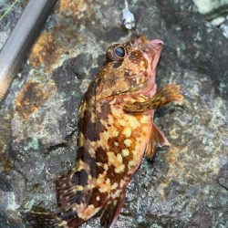 ガシラ(アラカブ)②