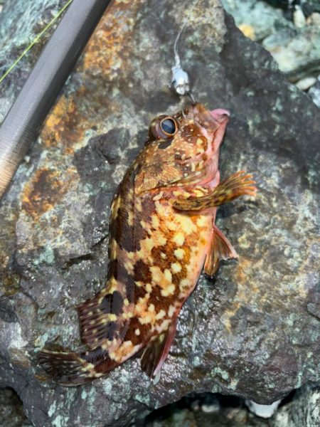 ガシラ(アラカブ)②