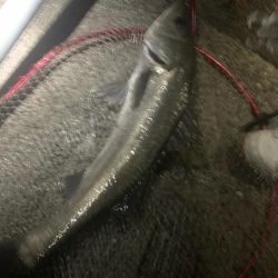 初めてのバチ抜けシーバス!