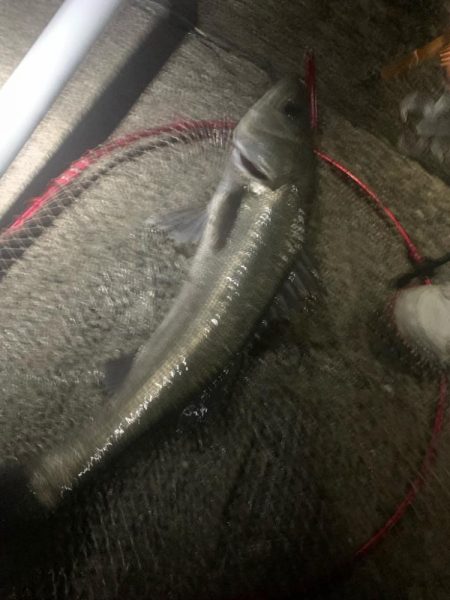 初めてのバチ抜けシーバス!