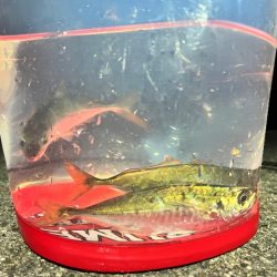 アジメバリング