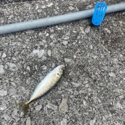 遠投サビキ二日目