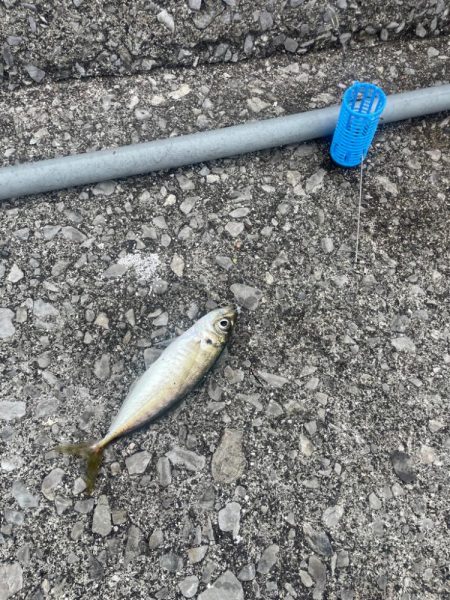 遠投サビキ二日目