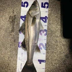 春のシーバスフィッシング