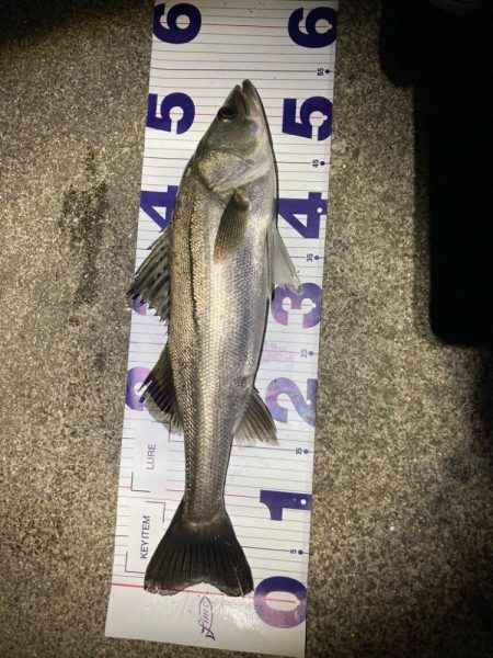 春のシーバスフィッシング