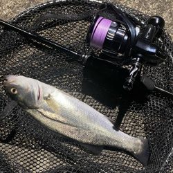 大阪湾奥シーバス