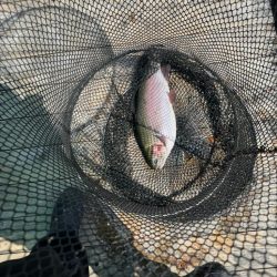 辨屋さんで初トラウトサーモン