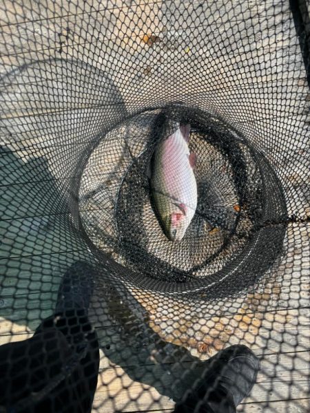 辨屋さんで初トラウトサーモン