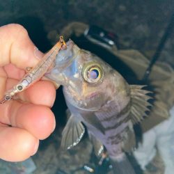 メバプラ始まってます