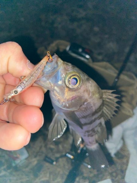 メバプラ始まってます