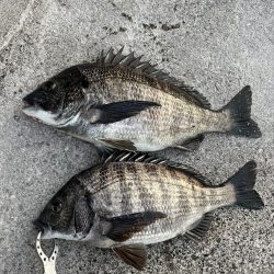 おチヌさん絶賛ノッコミ中！