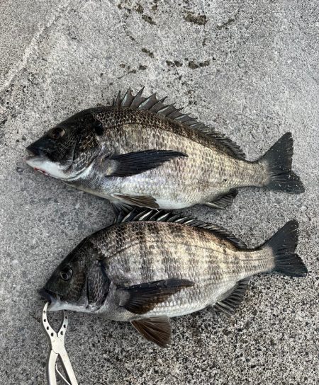 おチヌさん絶賛ノッコミ中！