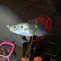 夜カマス後、朝アジ