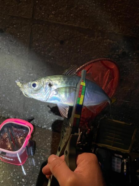 夜カマス後、朝アジ