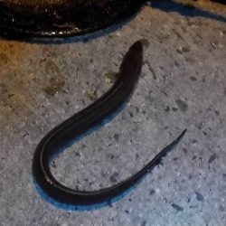 チョイ投げアナゴ!