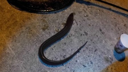 チョイ投げアナゴ！