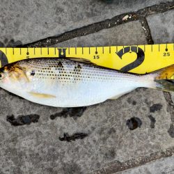 さんぽついでのサビキ釣り