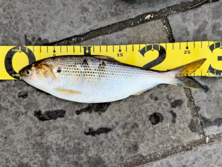 さんぽついでのサビキ釣り