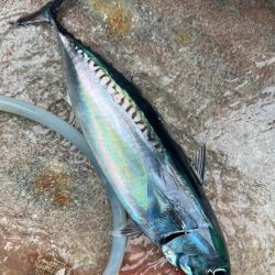 銚子沖、アカムツ狙い