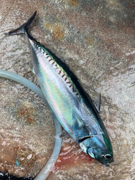 銚子沖、アカムツ狙い