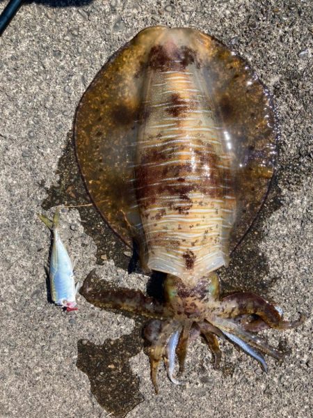 アオリイカ 3杯