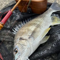 ヘチってきました