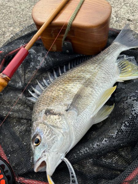 ヘチってきました