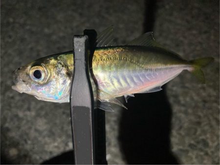 やっと雨も止んだので！